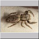 Marpissa muscosa - Springspinne 02.jpg